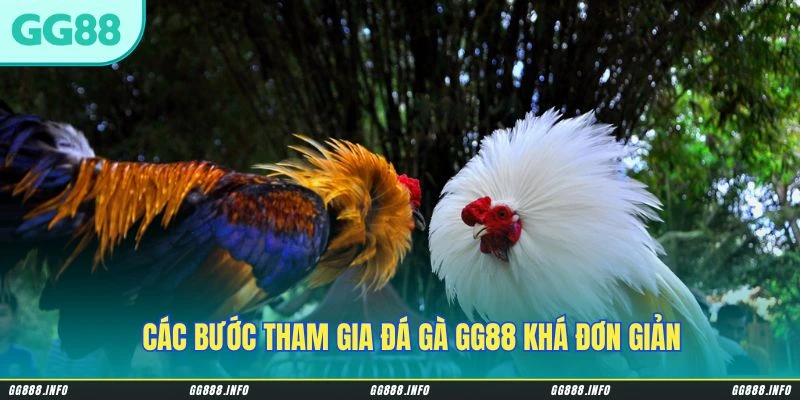 Các bước tham gia đá gà GG88 khá đơn giản