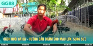 Cách Nuôi Gà Đá - Hướng Dẫn Chăm Sóc Mau Lớn, Sung Sức Và Lì Đòn