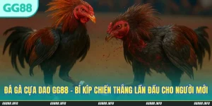 Đá Gà Cựa Dao GG88 - Bí Kíp Chiến Thắng Lần Đầu Cho Người Mới