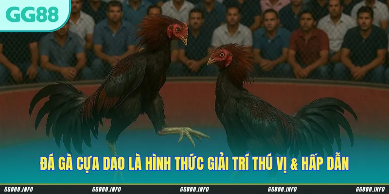 Đá gà cựa dao là hình thức giải trí thú vị & hấp dẫn