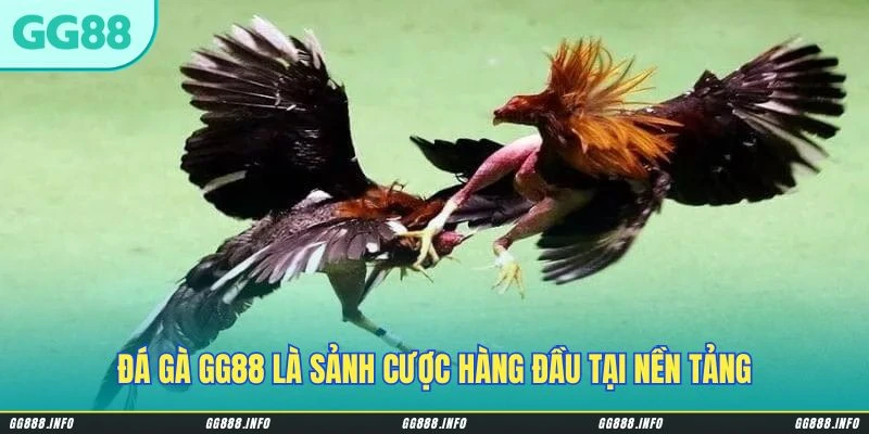 Đá gà GG88 là sảnh cược hàng đầu tại nền tảng