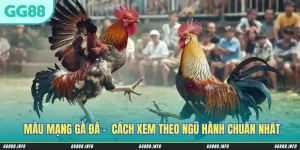 Màu Mạng Gà Đá - Hướng Dẫn Cách Xem Theo Ngũ Hành Chuẩn Nhất