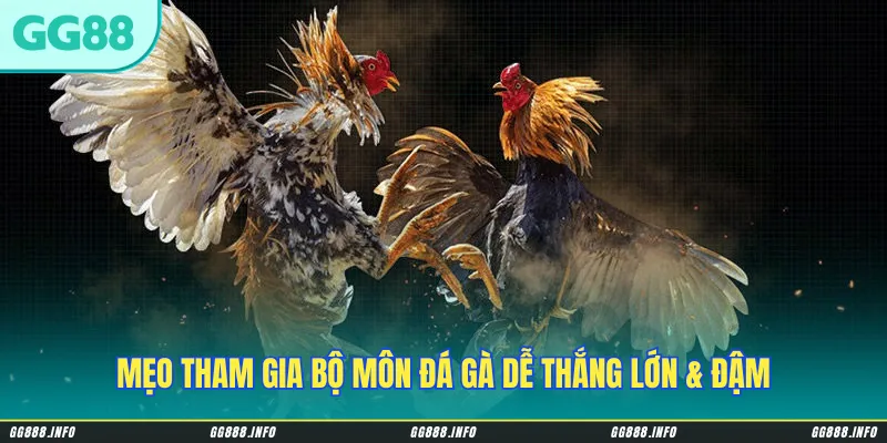 Mẹo tham gia bộ môn đá gà dễ thắng lớn & đậm