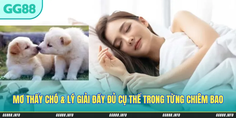 Mơ thấy chó & lý giải đầy đủ cụ thể trong từng chiêm bao