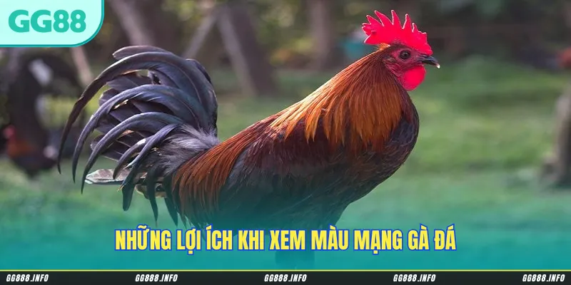 Những lợi ích khi xem màu mạng gà đá