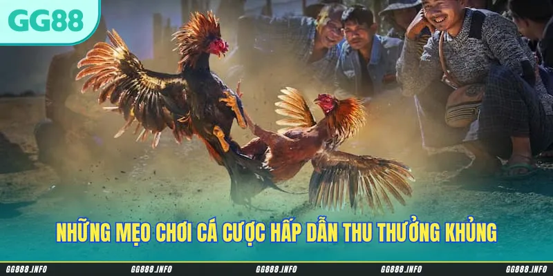 Những mẹo chơi cá cược hấp dẫn thu thưởng khủng